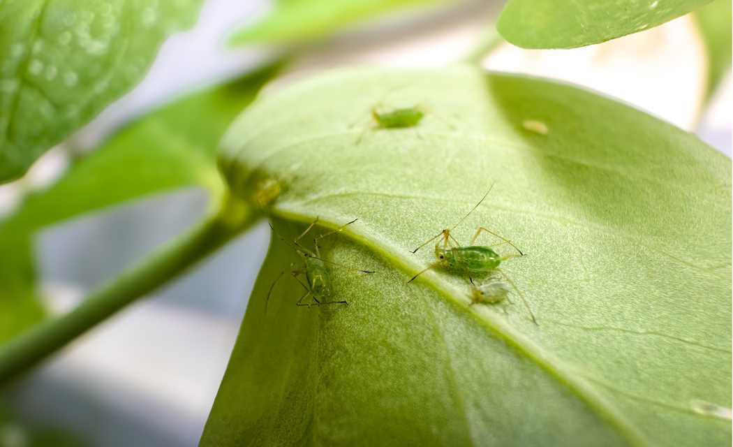 melon aphids