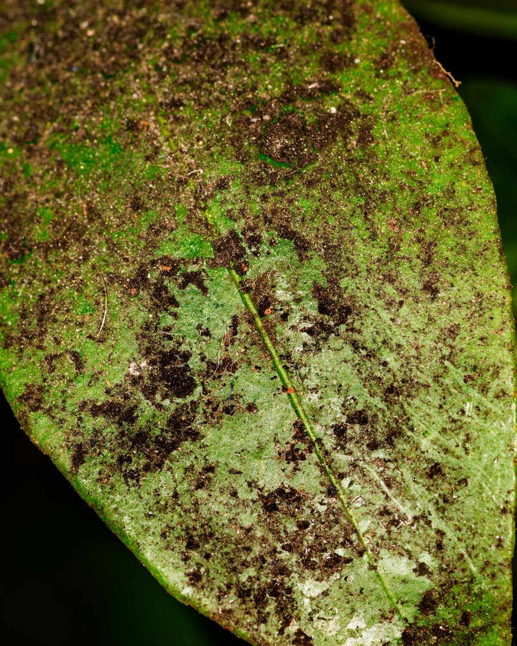 How to get rid of aphids