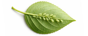 aphid on leaf