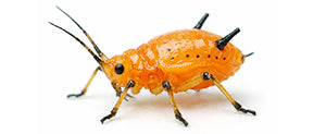 aphids