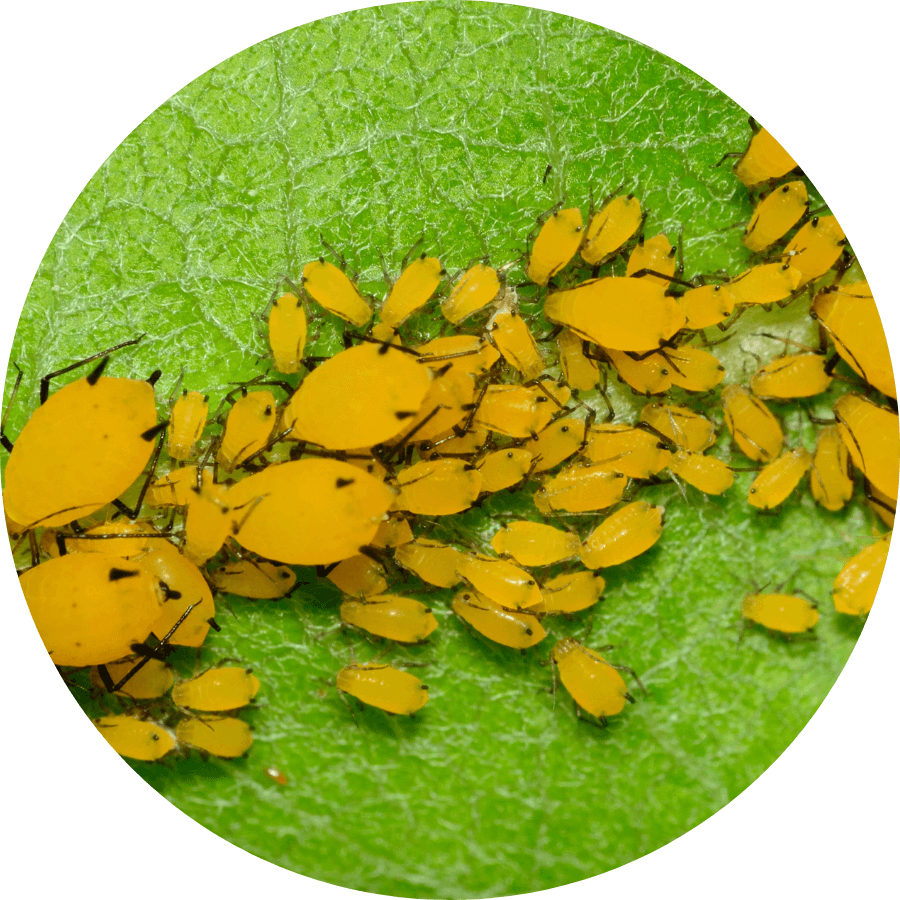 Cluster of aphids on a plant stem, get rif of aphids with our natural pesticide