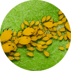 Aphids