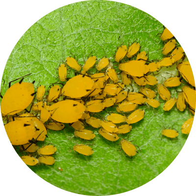 Cluster of aphids on a plant stem