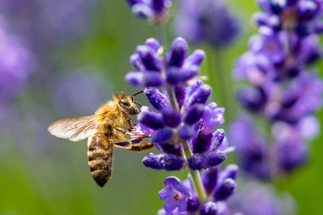A bee on a flower