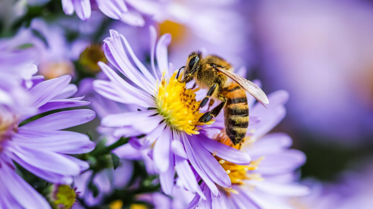 A bee gathering pollen from a flower