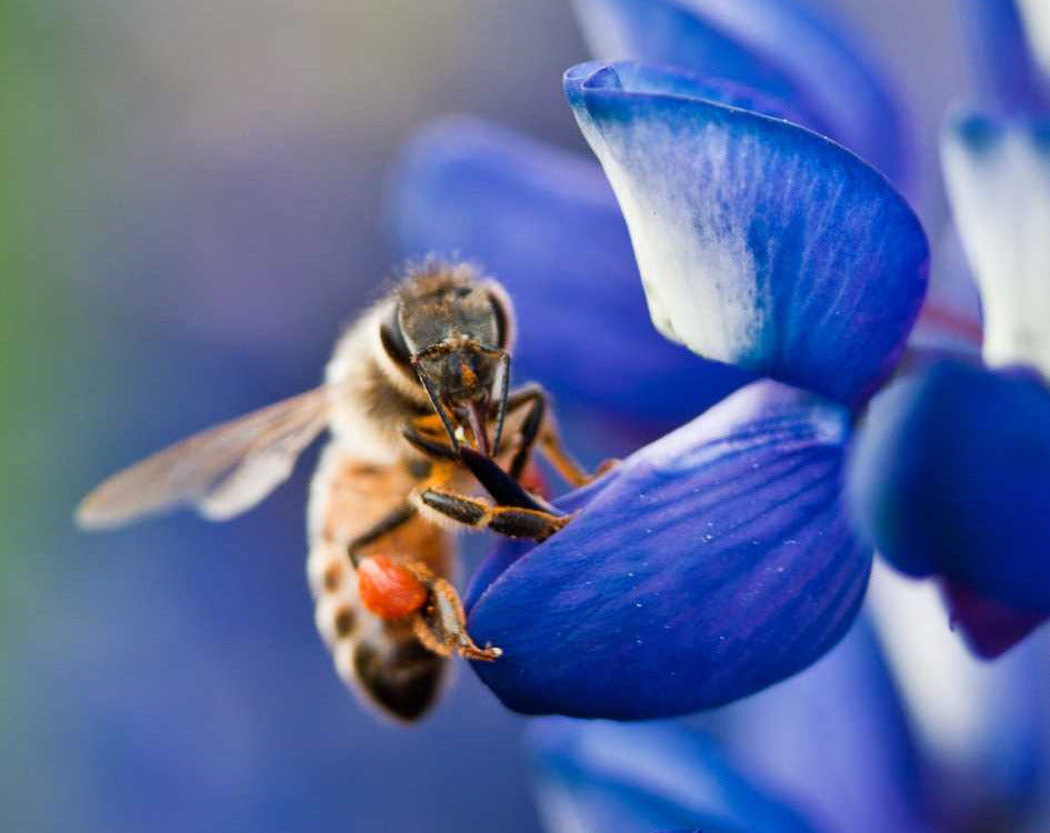 Lost Coast Plant Therapy
