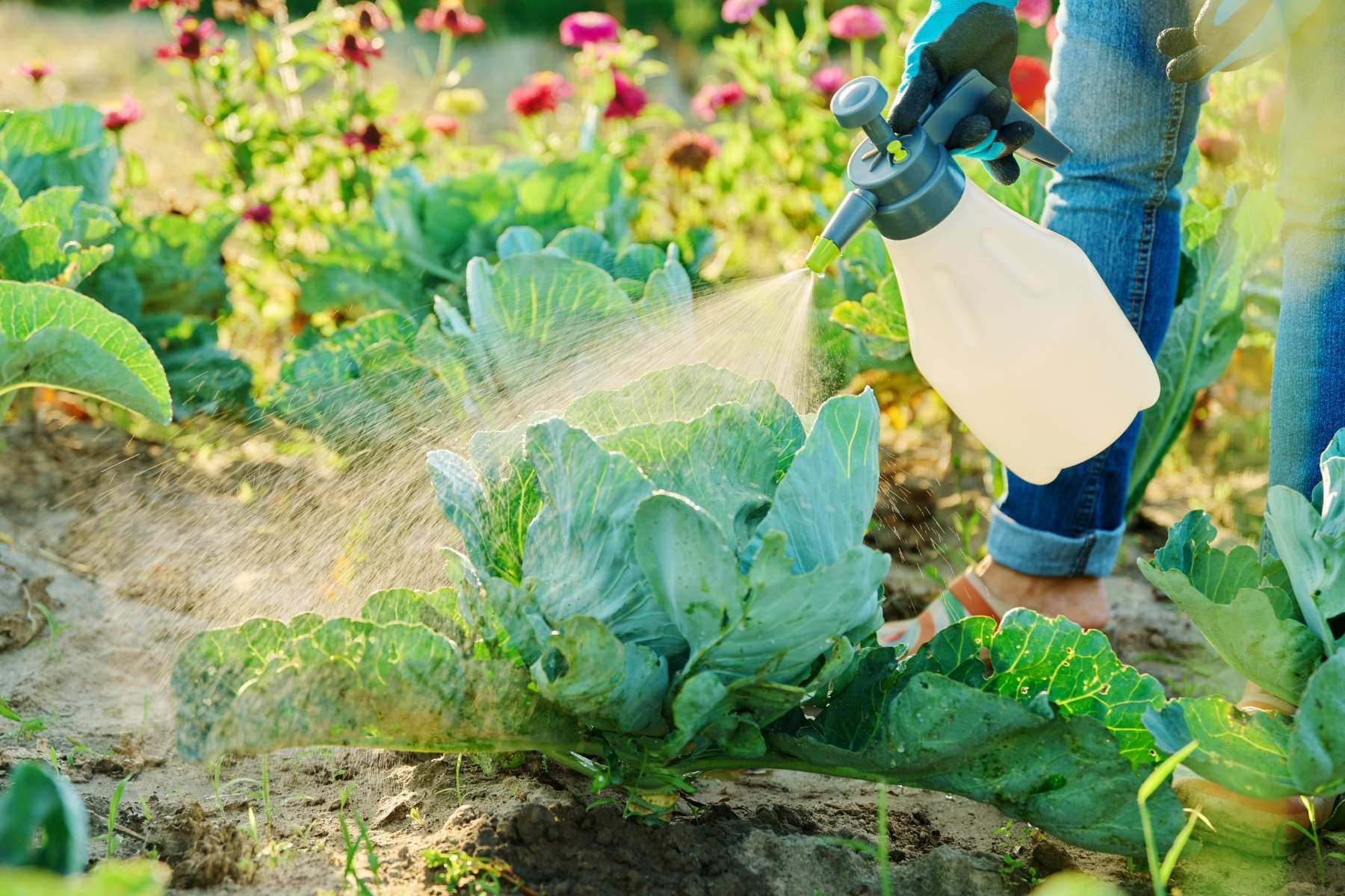 Lost Coast Plant Therapy