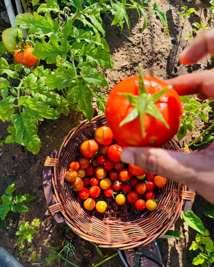 Heirloom vegetables with varied shapes and colors