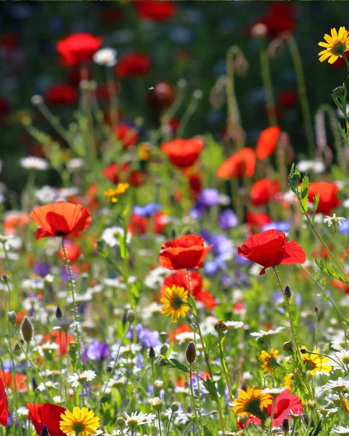 A patch of wildflowers left to grow wild for pollinators