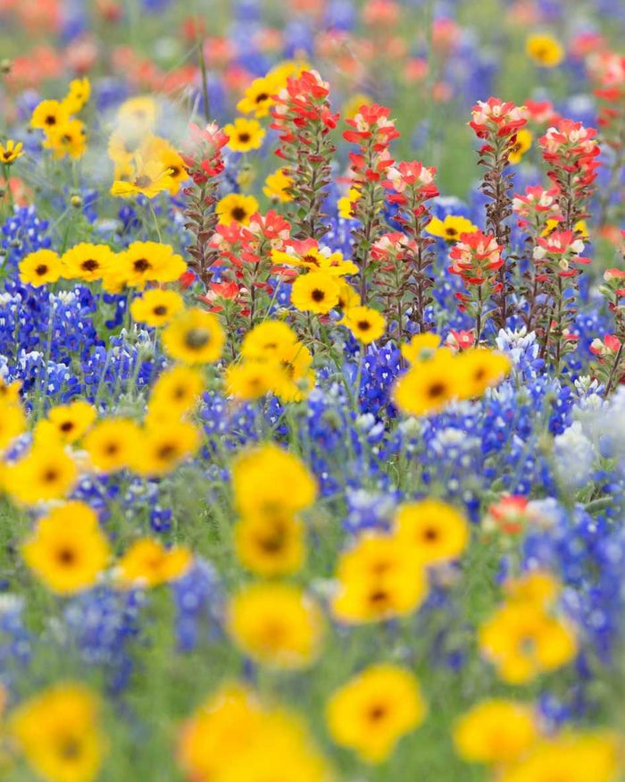 Flowers blooming among vegetables to attract pollinators