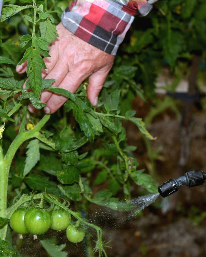 Spraying a natural plant wash on a healthy garden plant