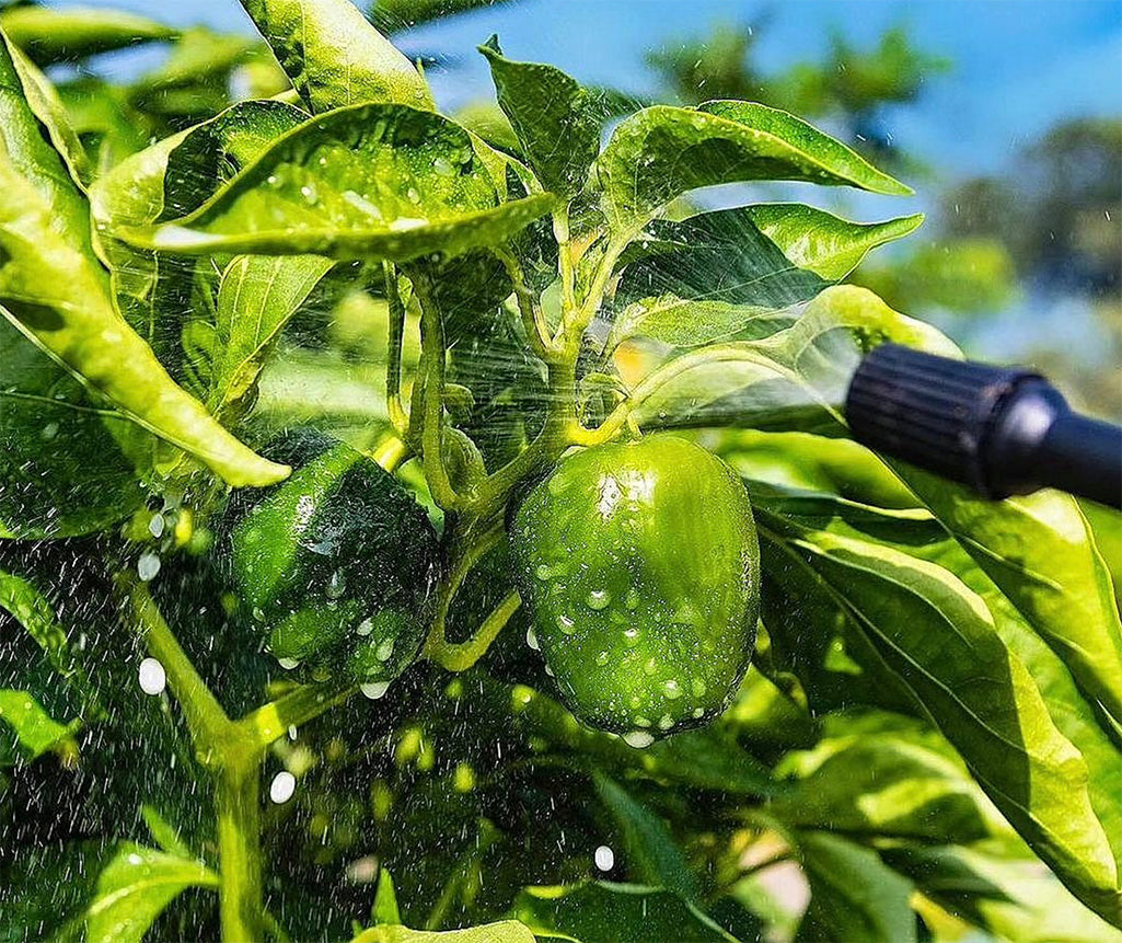 Applying Lost Coast Plant Therapy to pepper plant foliage