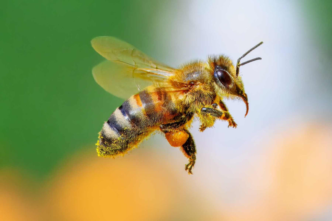 A bee on a flower