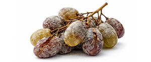 botrytis damage