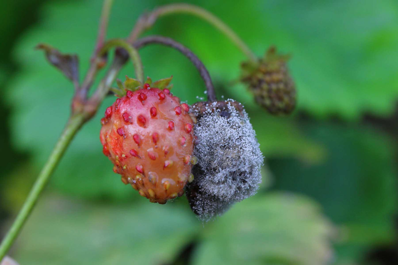 Brown strawberry blossom beside fruit developing Botrytis