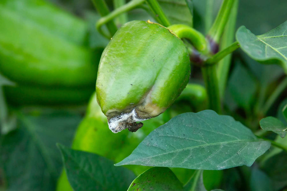 Botrytis gray mold on plant flowers