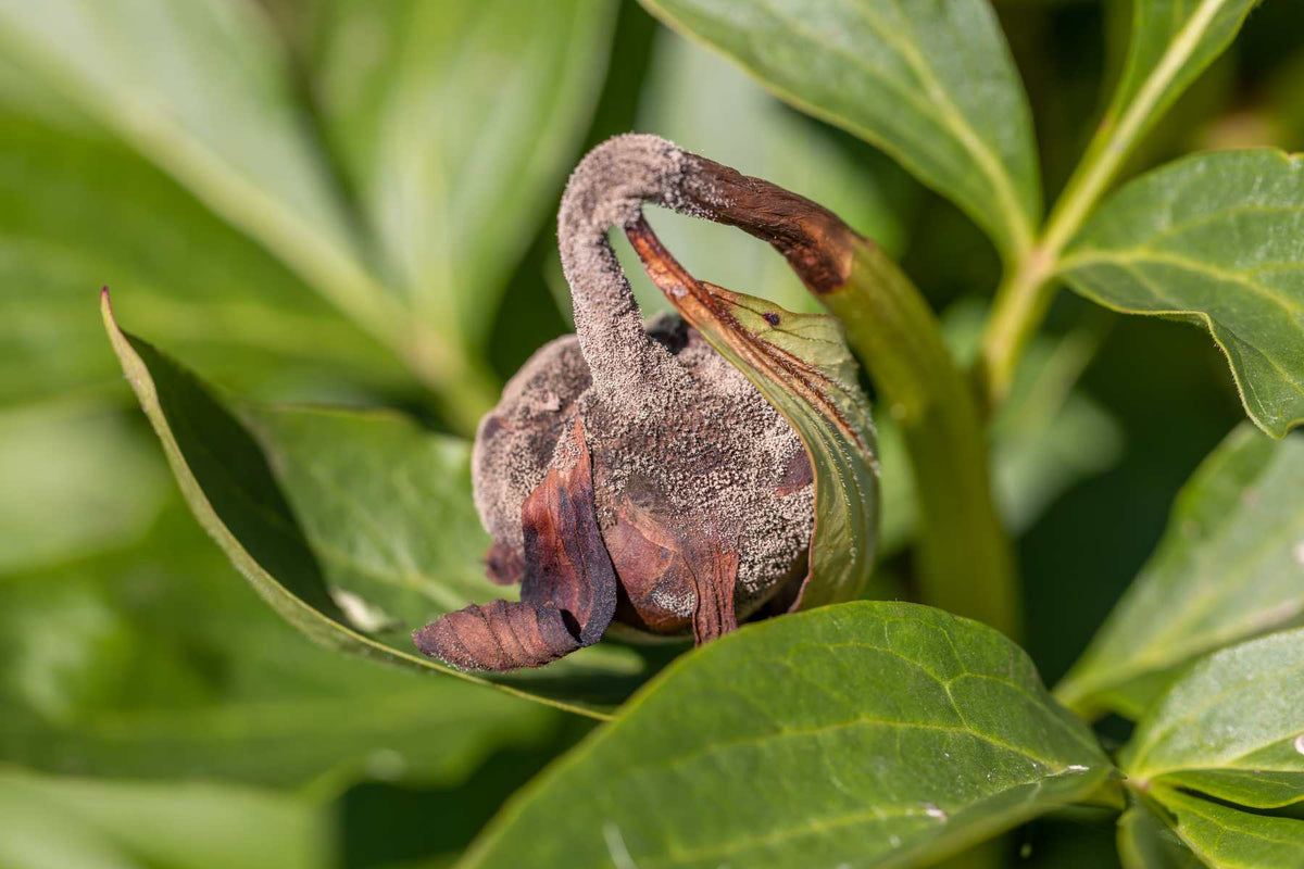Botrytis blight on a rose bud with gray fungal growth