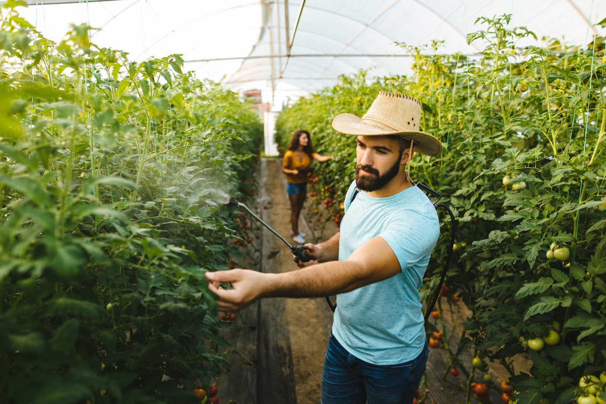 Lost Coast Plant Therapy Concentrate with tomato plants