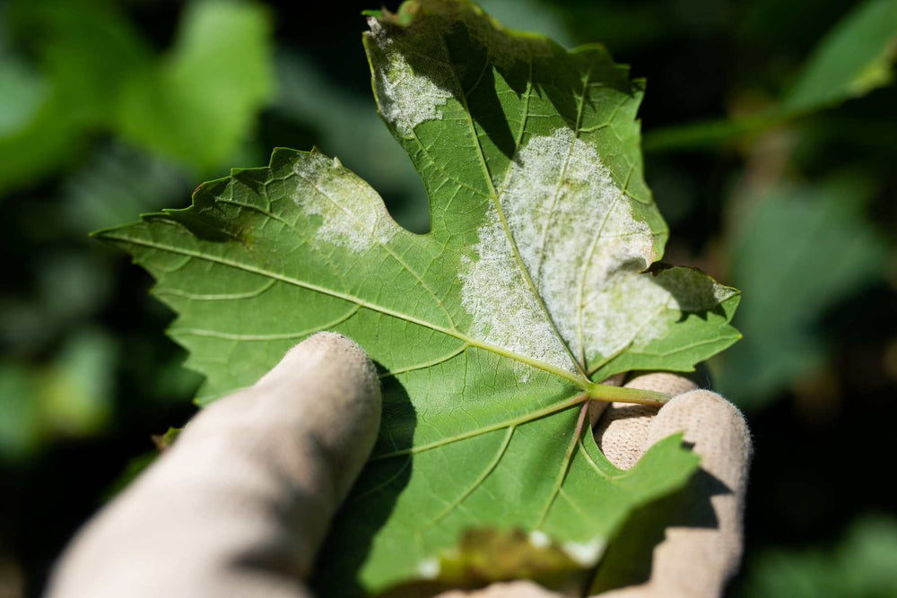 Botrytis on rose petals or buds