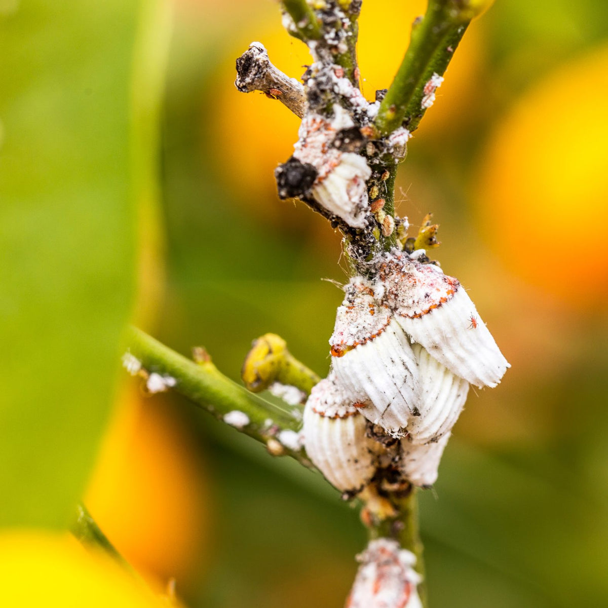 Applying Lost Coast Plant Therapy to citrus foliage and stems
