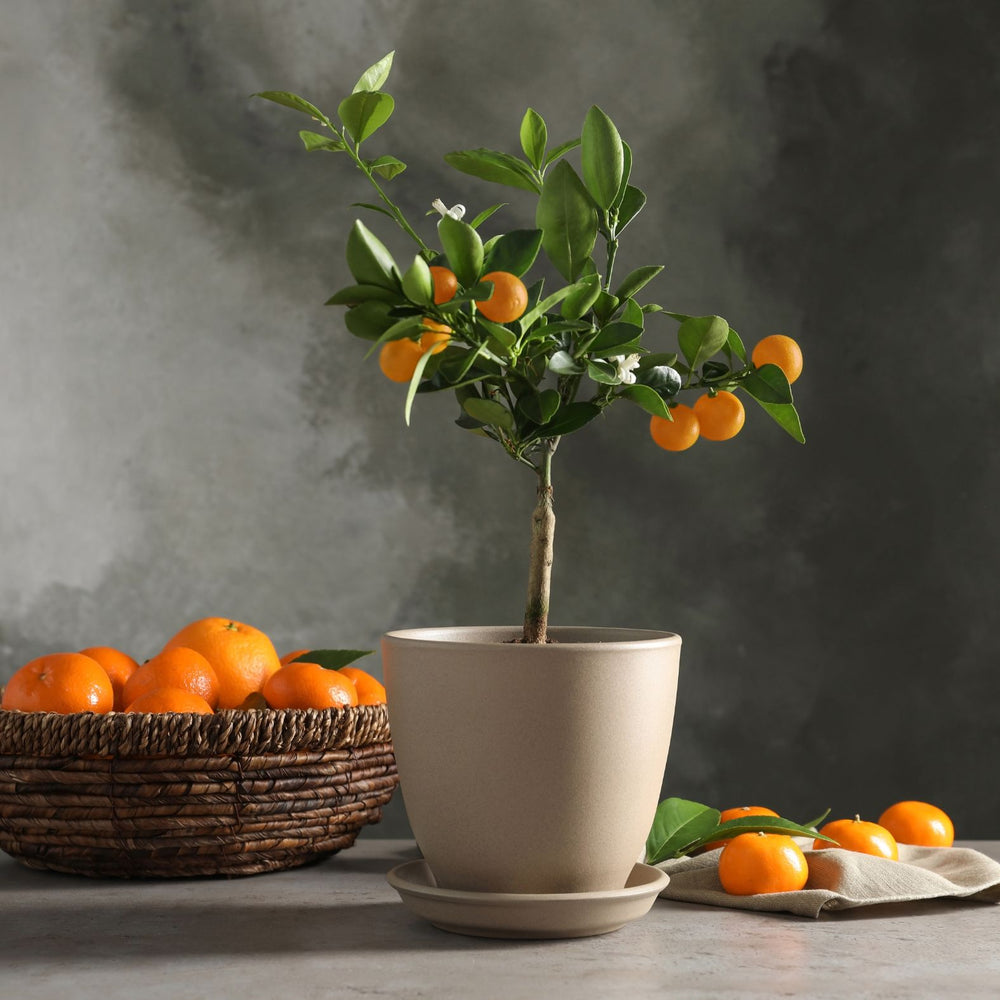 Potted citrus tree on a patio or balcony