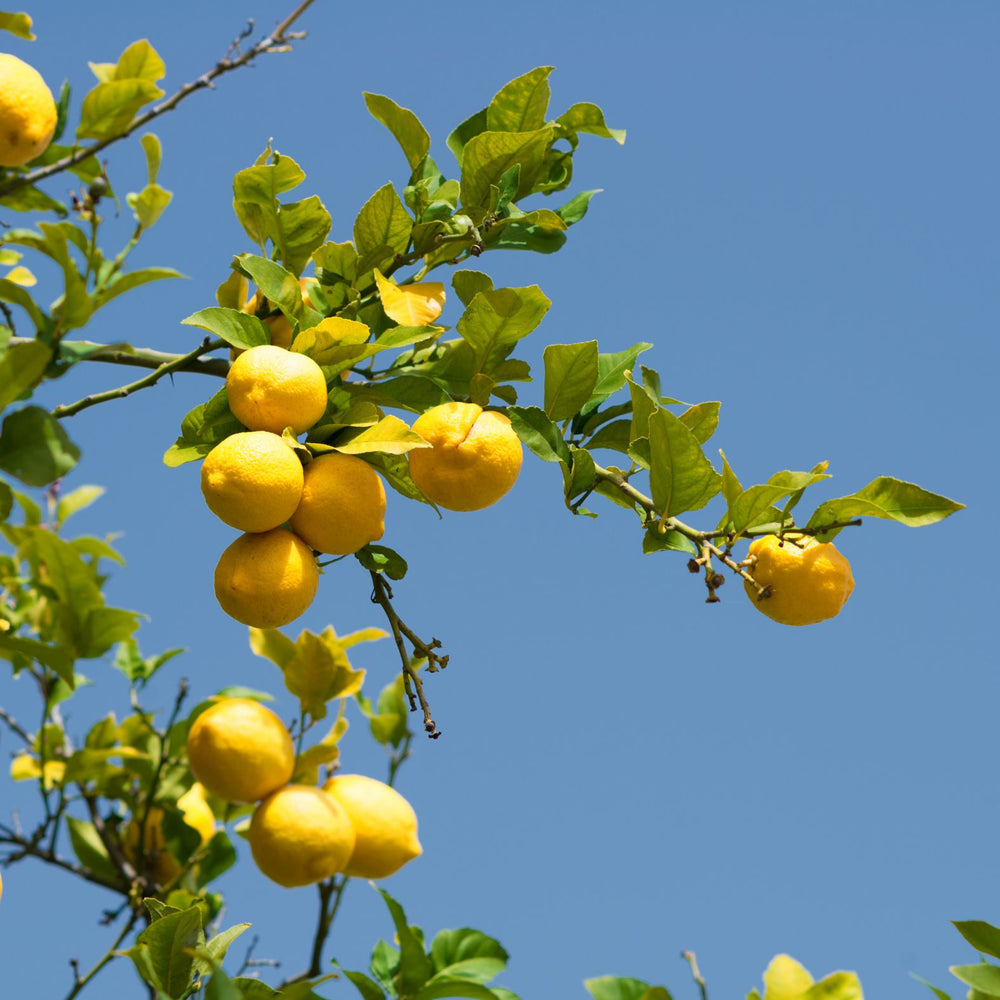 Chewed or gouged citrus rind