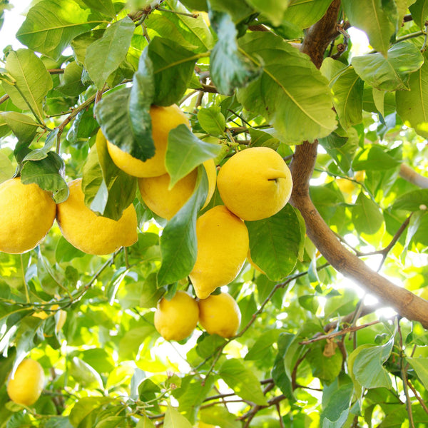 Lemon tree or fruit