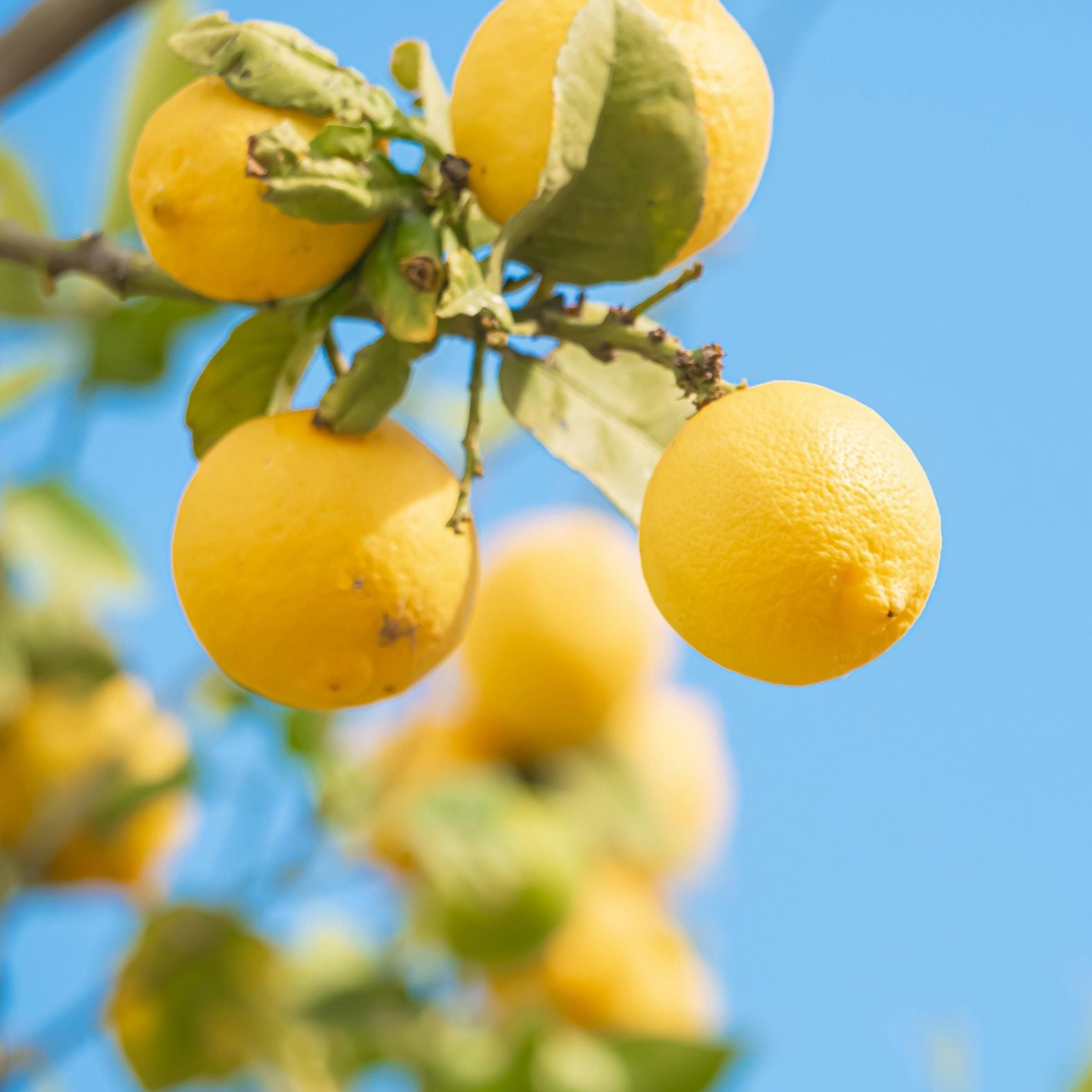 Citrus tree showing new flush, mature leaves, stems, and fruit