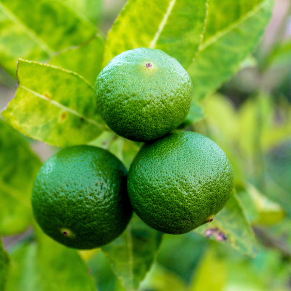 Lime tree or fruit