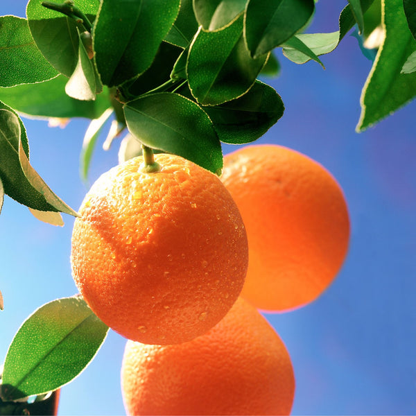 Sweet orange tree or fruit