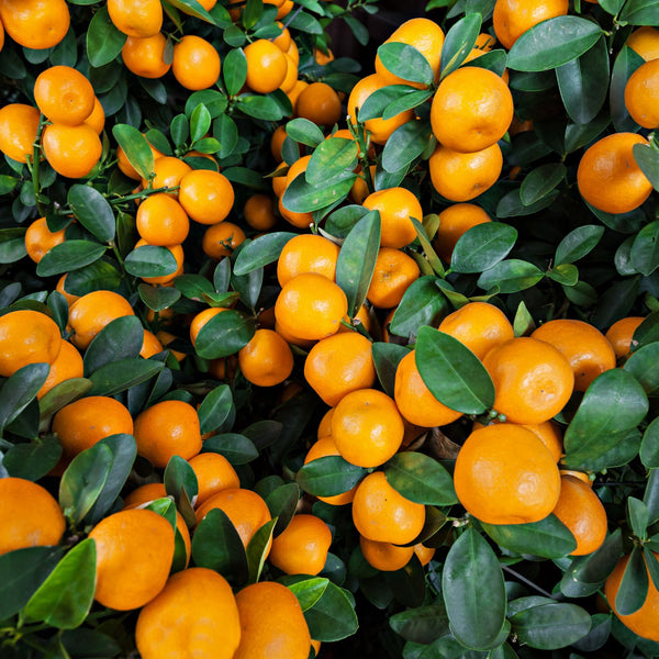 Mandarin or tangerine tree or fruit
