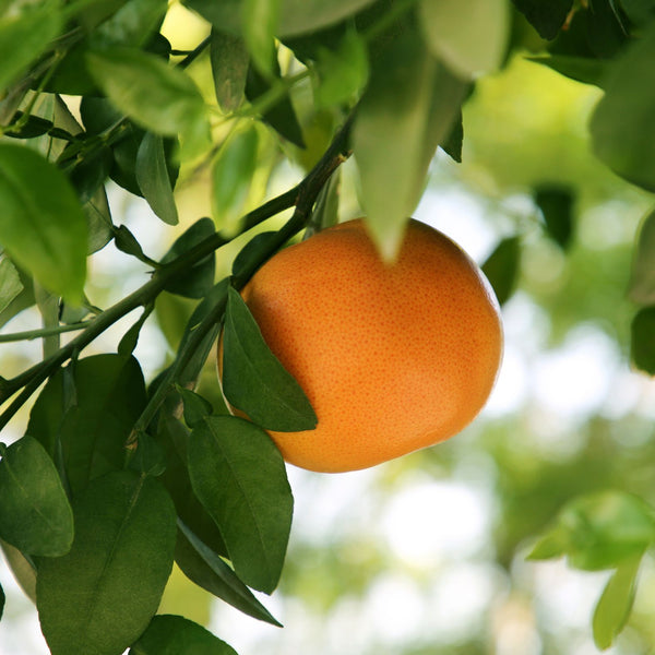 Grapefruit tree or fruit