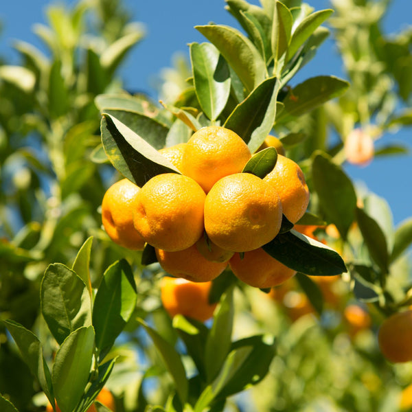 Kumquat tree or fruit