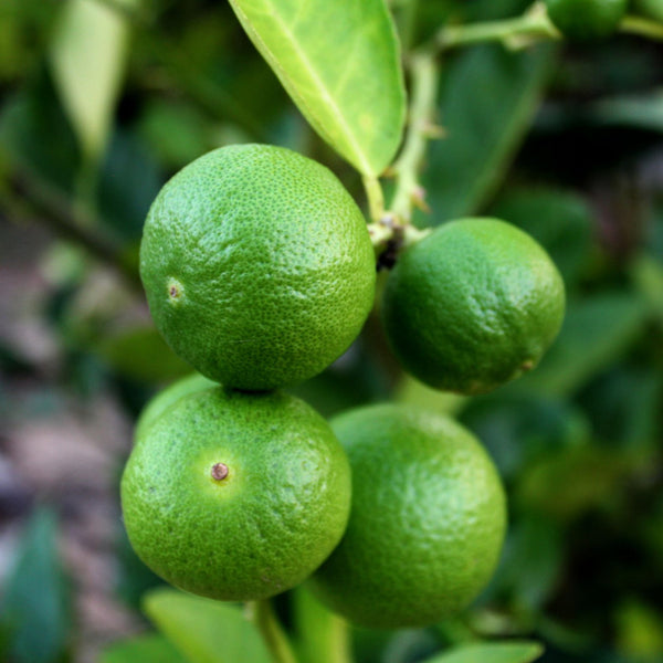 Calamondin tree or fruit