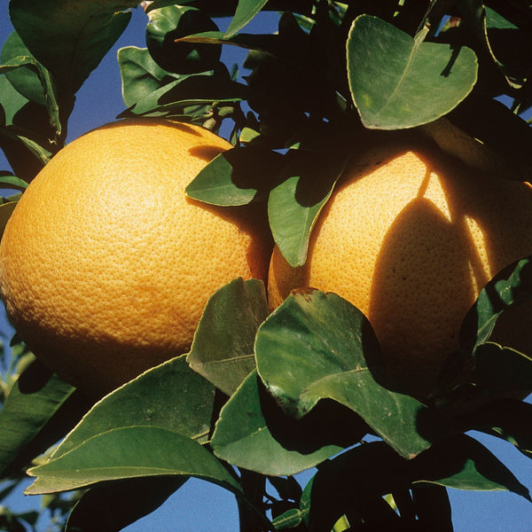 Pummelo or specialty citrus tree or fruit
