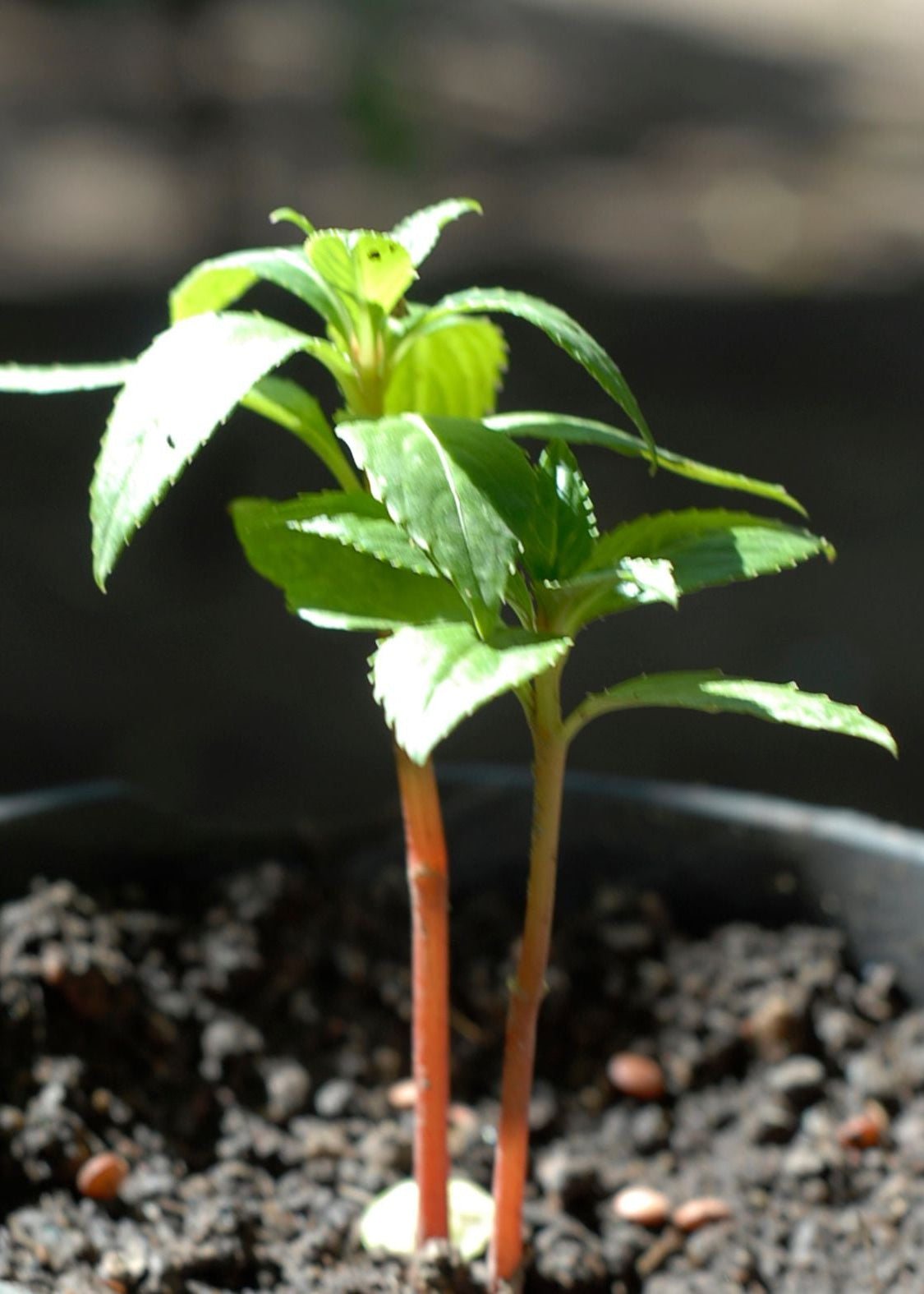 Tender pale-green citrus leaves and shoot tips