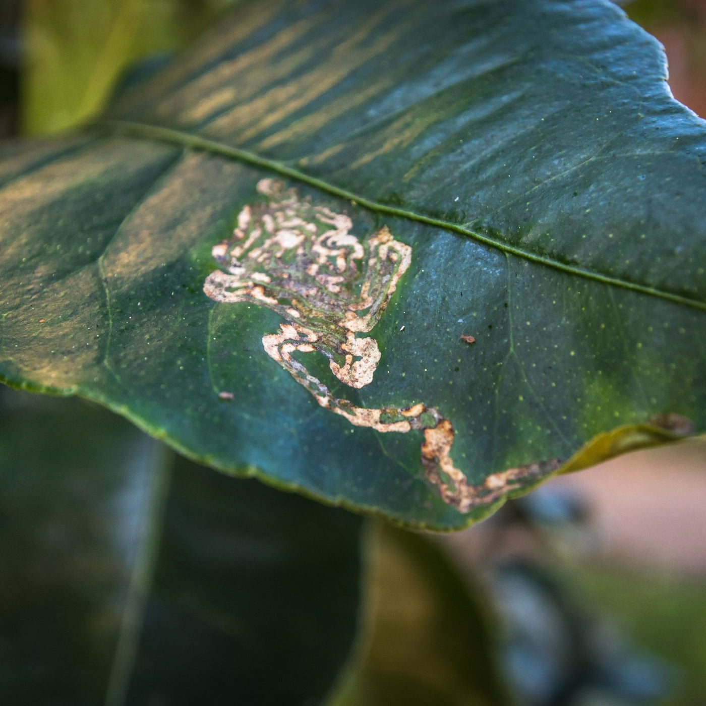 Young citrus leaf with winding citrus leafminer mine