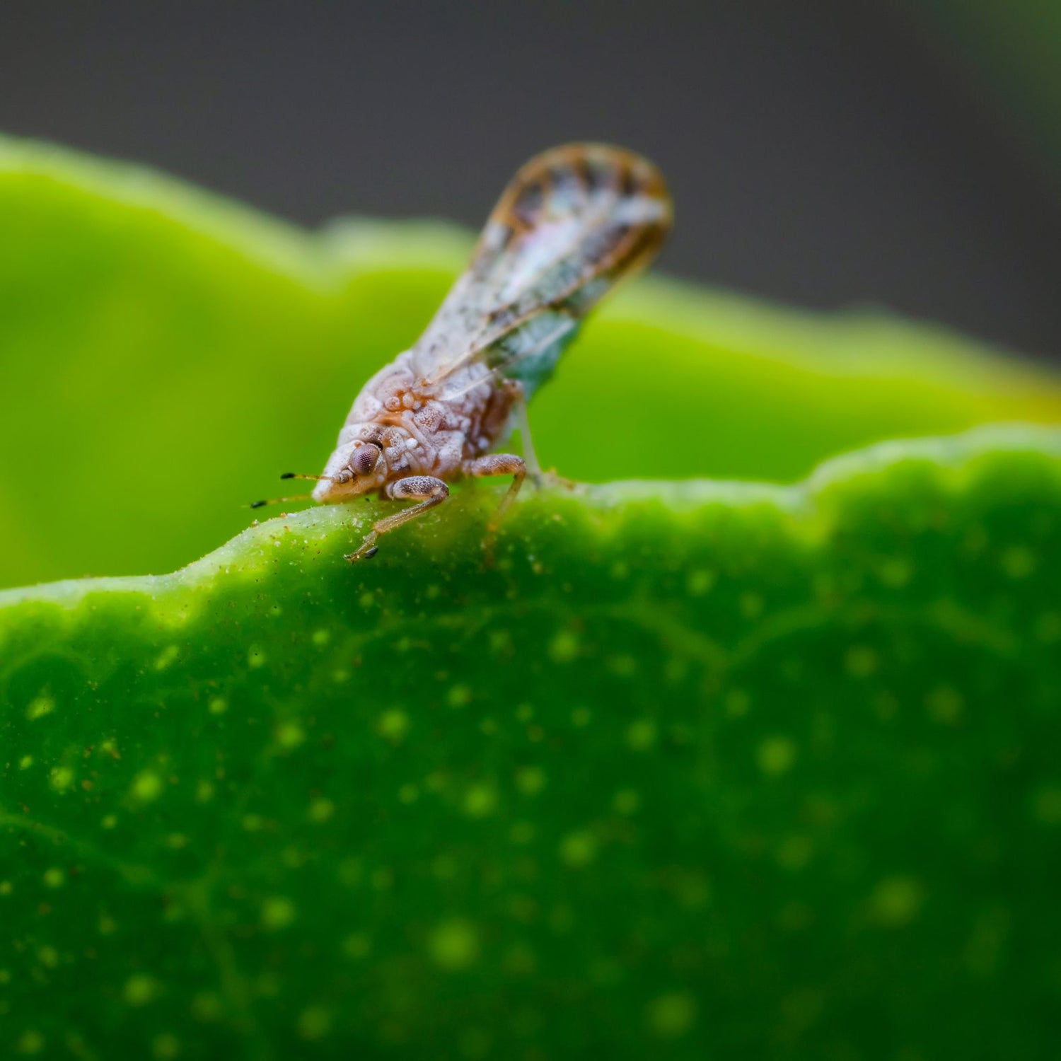 Asian citrus psyllid adults and nymphs on citrus flush with Huanglongbing comparison