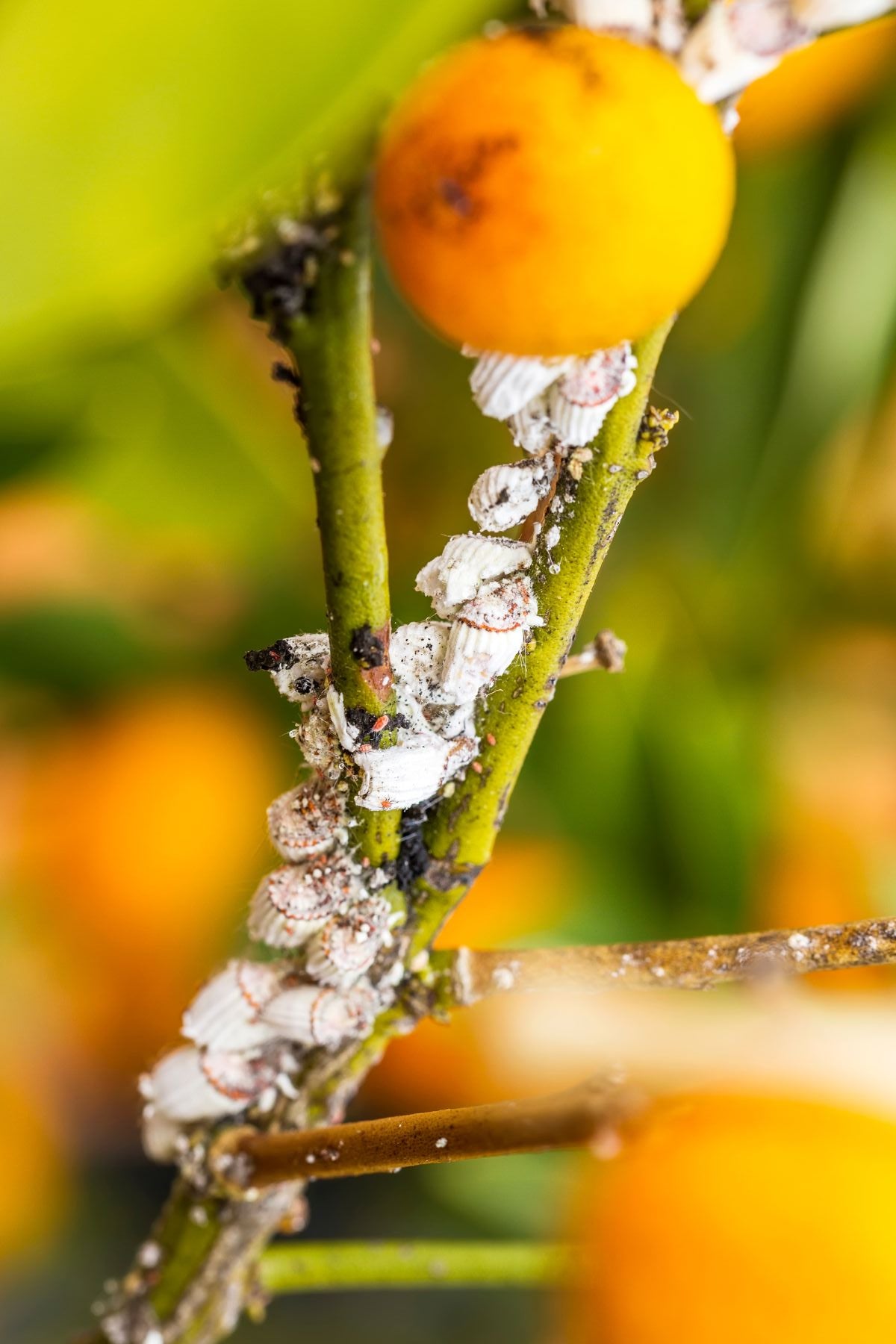 Black sooty mold on citrus leaves with honeydew-producing pest clues