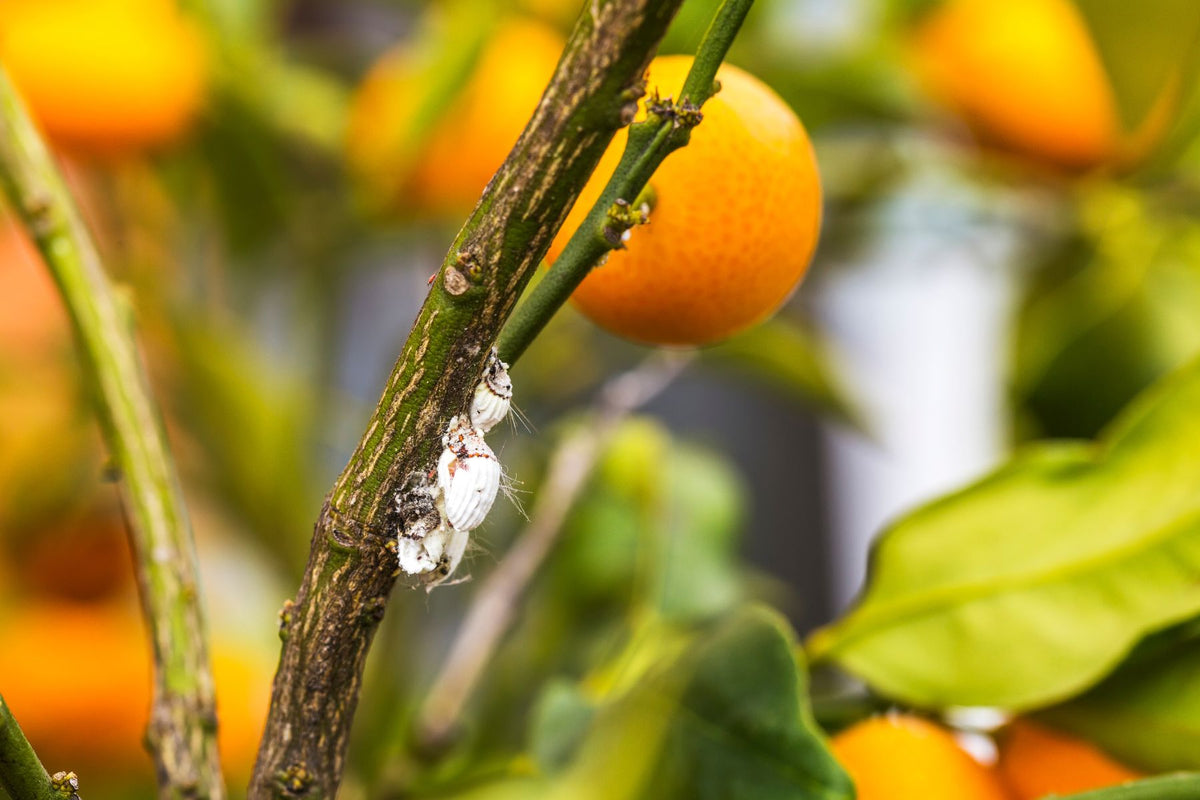 Mealybugs on citrus