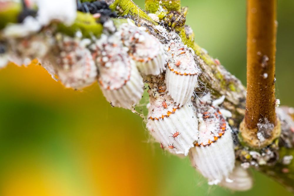 Mealybugs on citrus