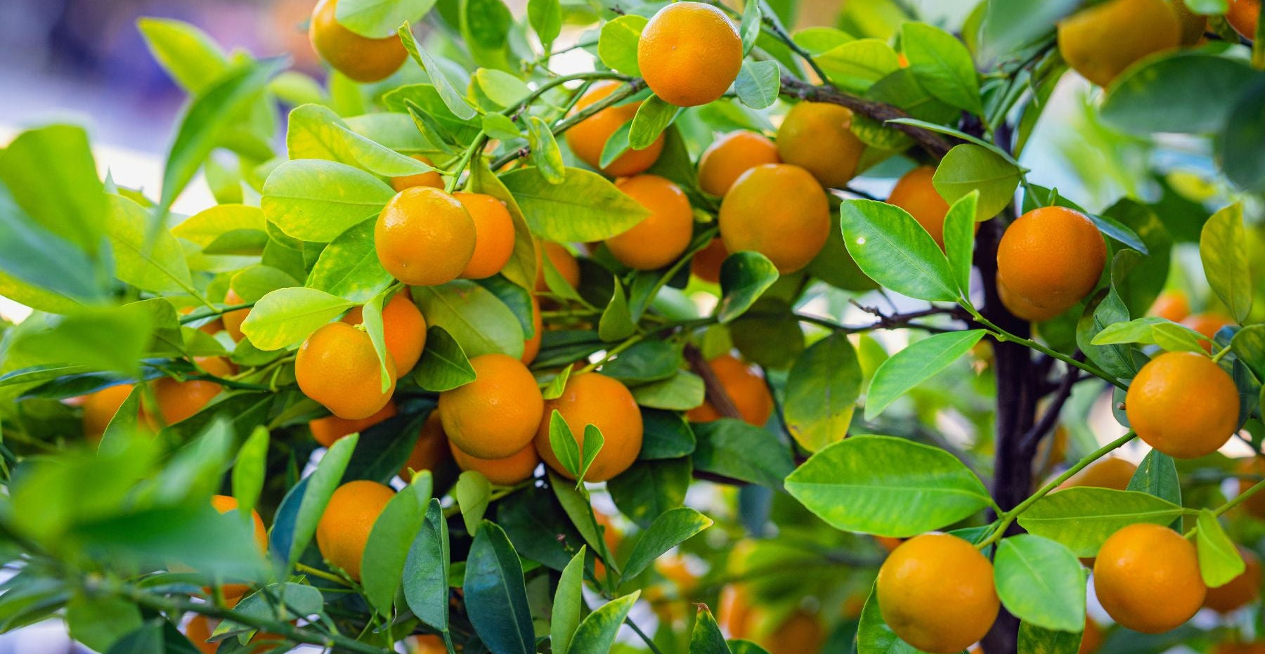 Citrus tree showing tender flush, mature leaves, undersides, stems, fruit, and container or trunk base