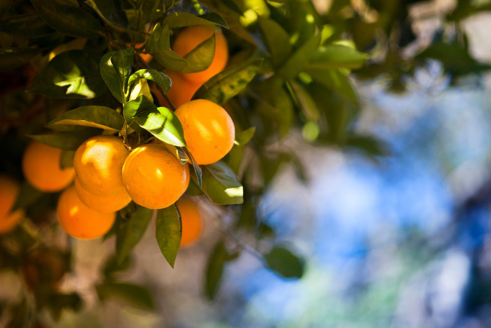 Plant pest diagnostic resource