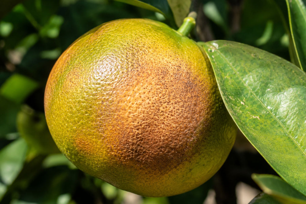 Misshapen or mottled citrus fruit