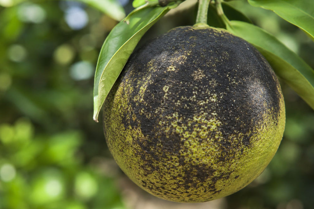 Black sooty mold on citrus fruit