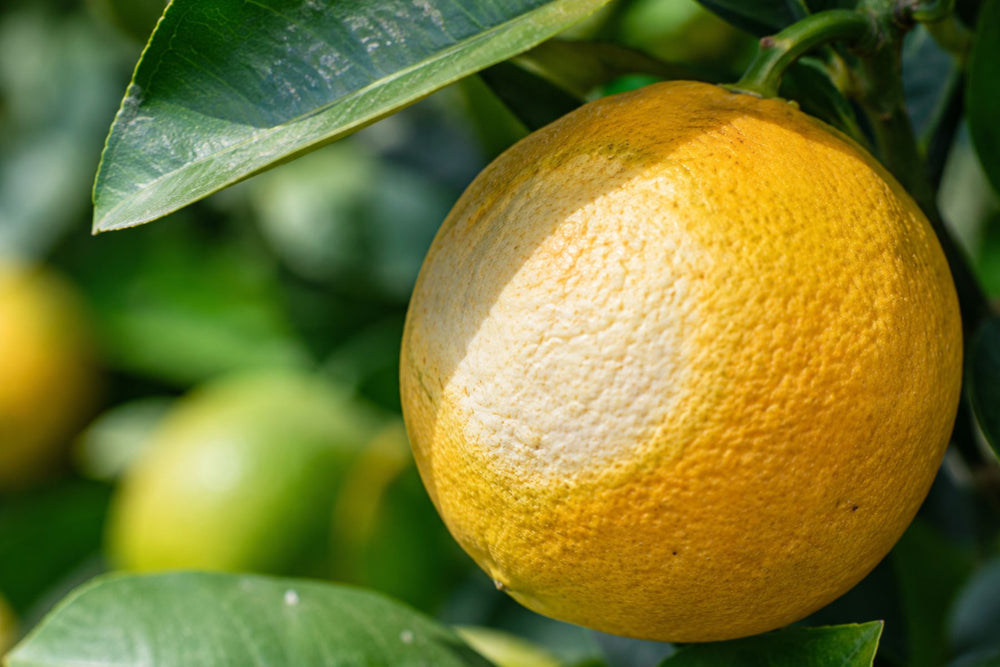 Sunburn or sunscald on citrus fruit