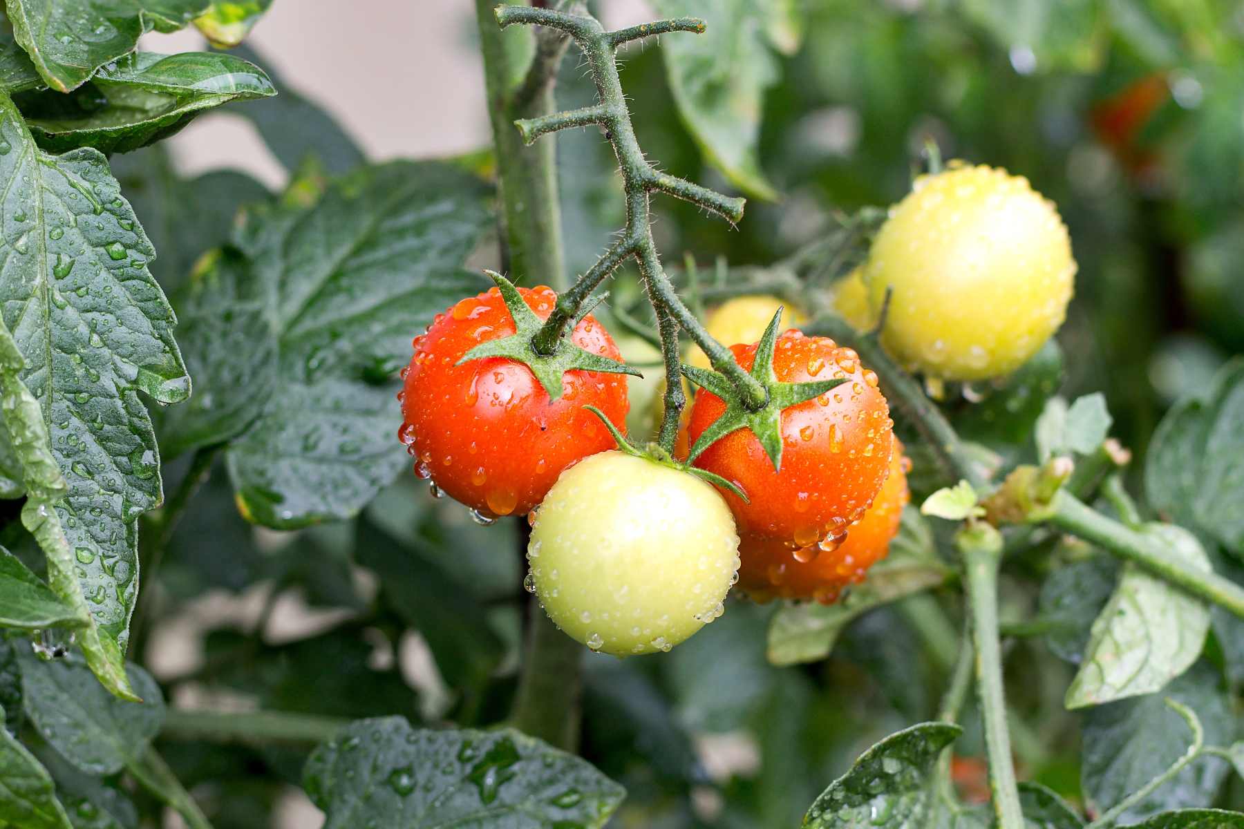 How to get rid of whiteflies