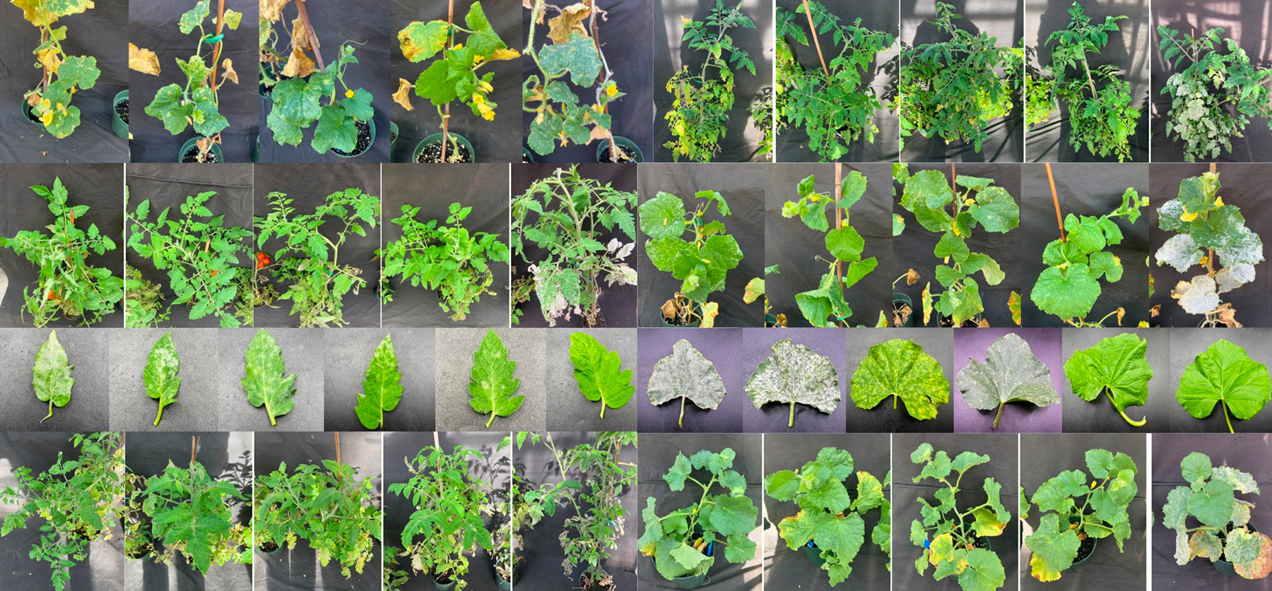 Cornell University trial results confirming that Lost Coast Plant Therapy is effective against powdery mildew and thrips