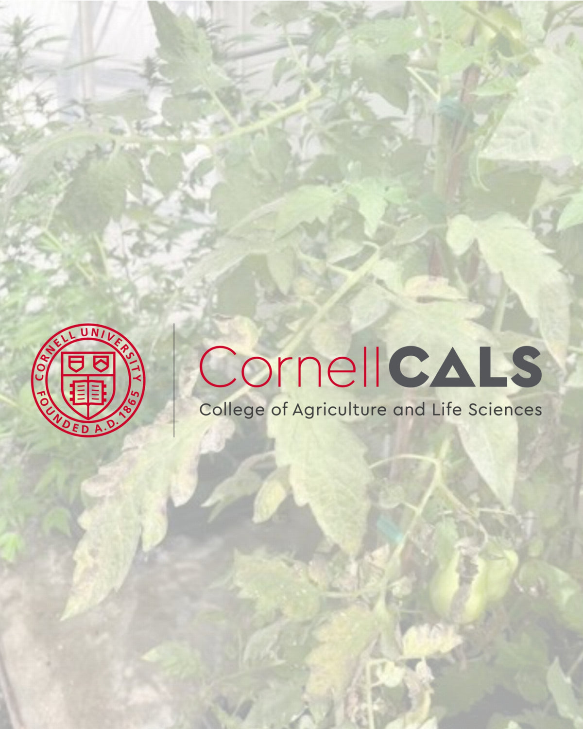 Cornell greenhouse trial visual for vegetable production