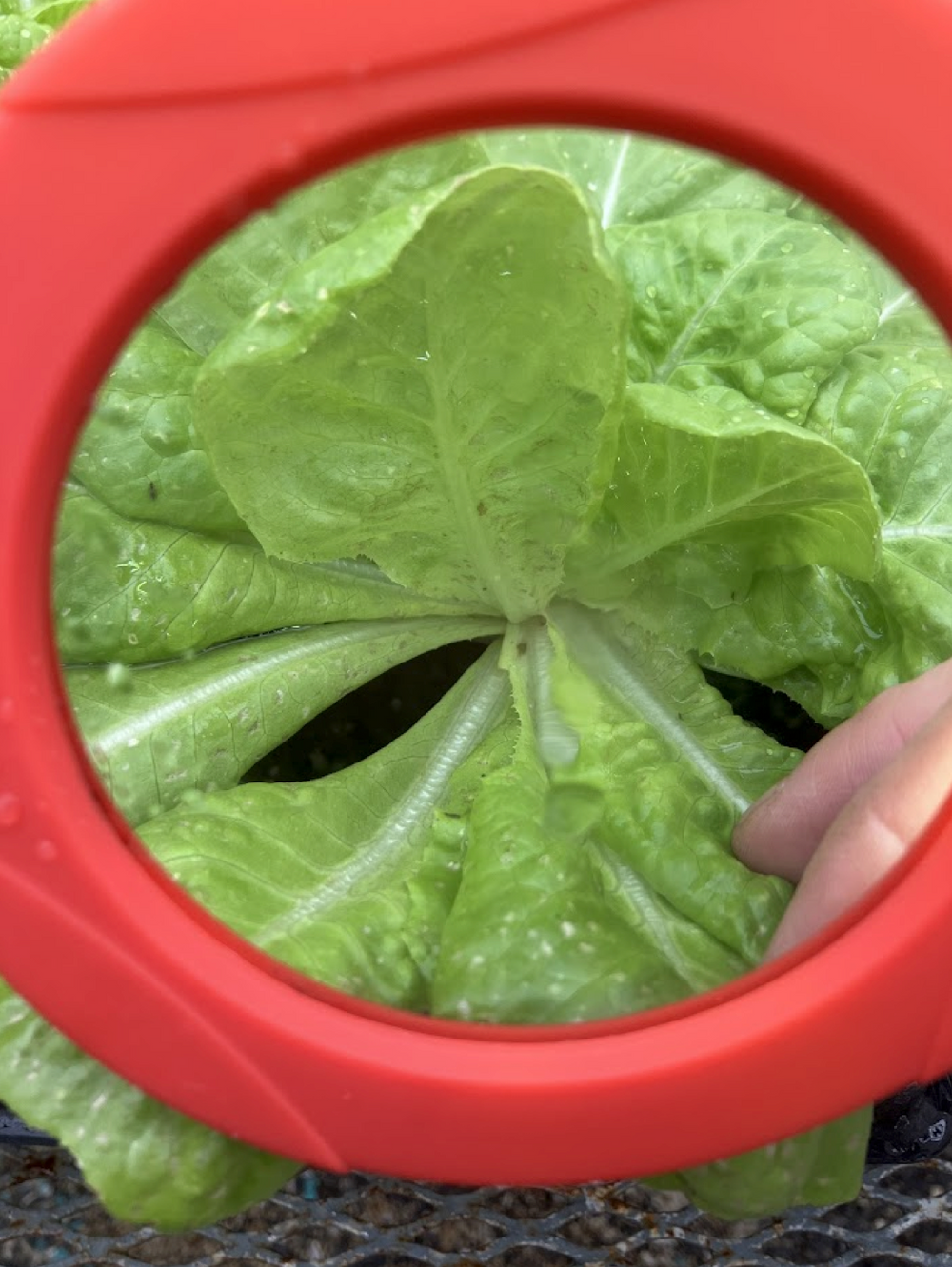 Cornell treated lettuce plot